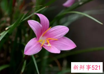 野兰花什么品种最珍贵