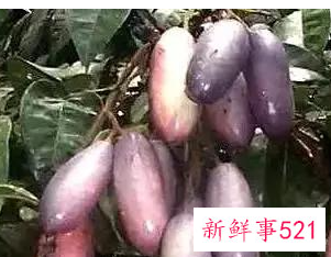 十大最丑的水果