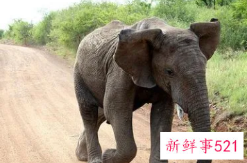 梦见养了一只小象是什么意思