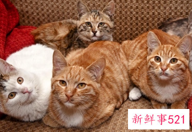 梦见猫来家里是什么意思