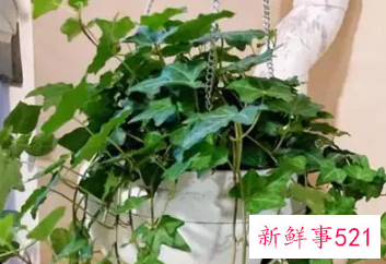 常春藤可以放卧室吗