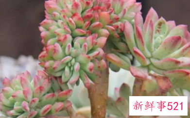 多肉根部杆子发黑