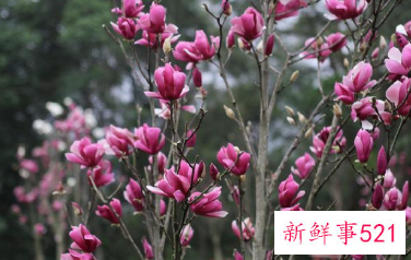 二乔木兰的品种简介