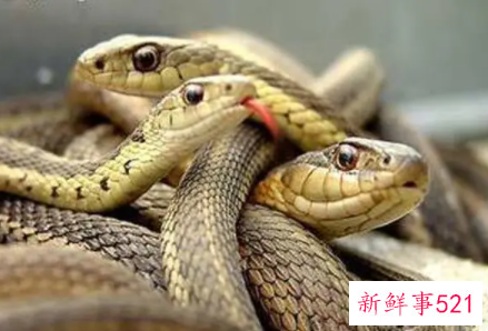 老人梦见蛇是什么含义