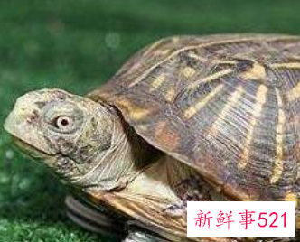 养宠物哪种比较好