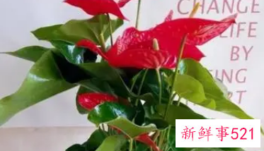 怎样看出红掌该浇水了