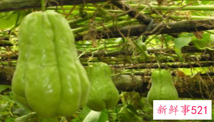 佛手瓜怎样保存不烂