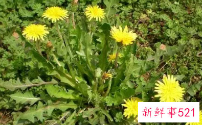 蒲公英的作用和功能主治