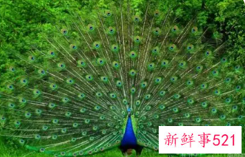 女人梦见孔雀预示什么