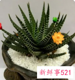 条纹十二卷发黄的原因分析