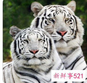 梦见小老虎在家里是什么意思