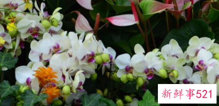 兰花的寓意和风水