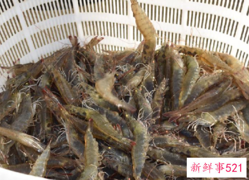 梦见抓鱼虾表示什么