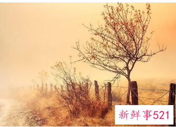 简单随意淡然网名两字