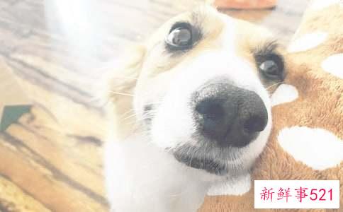 梦到小狗是什么意思