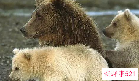 狼的祖先进化图