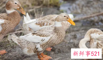 一女子确诊鹦鹉热原因竟是围观宰鸭