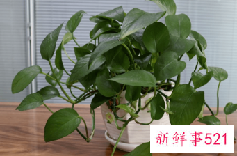 寓意招财的植物