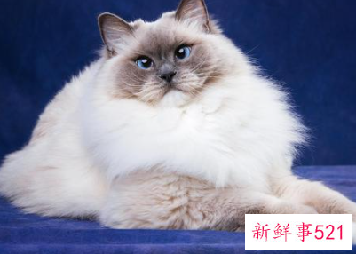 最适合新手养的猫排名