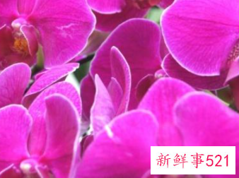 绿白蝴蝶兰花语和寓意