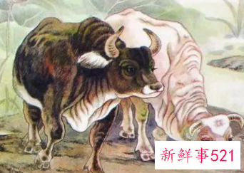 97年属牛女人感情和婚姻