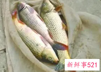 梦见别人手抓鱼要发财了