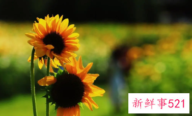 女人中的极致狠角色