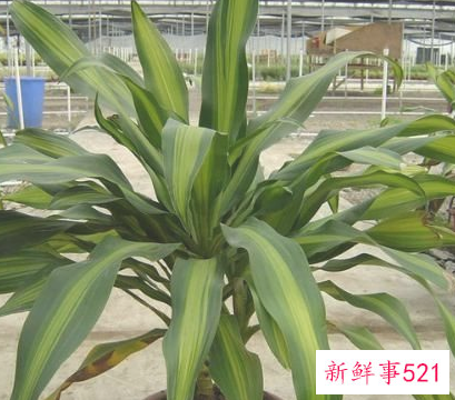 柱状金心巴西铁的裁截及假植方法