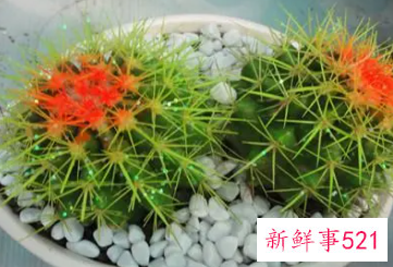 仙人球怎么才能爆头