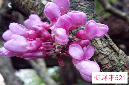 紫荆冬季短截造型能做不