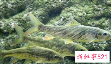 经济价值最高的淡水鱼