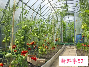 蔬菜价格大涨是怎么回事