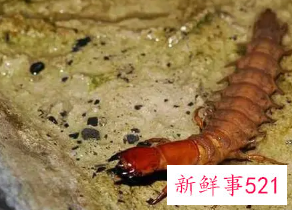 梦见虫子爬是什么意思