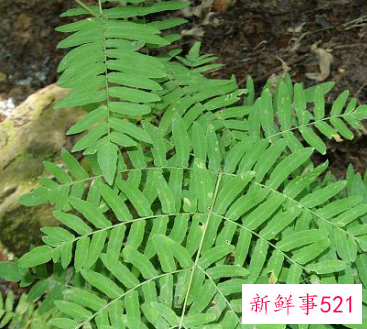 梦见羊齿科植物