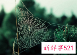 梦见蜘蛛网是好事吗