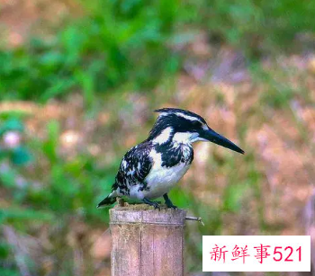 一种鸟叫会死人的叫声