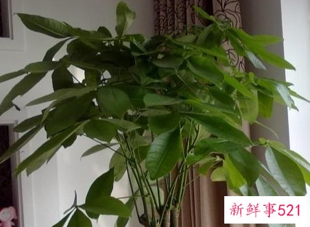 发财树有讲究吗