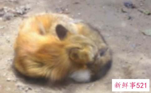 去狐狸的森林度假儿童故事