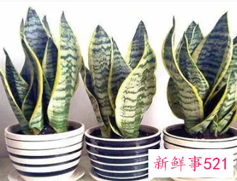 虎皮兰越冬养护