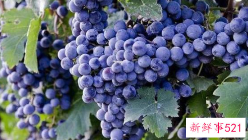 一日一水果排毒不用药