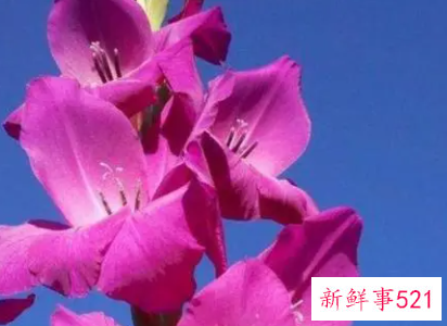 各种花的寓意象征人