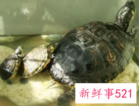 乌龟在家养吉利吗