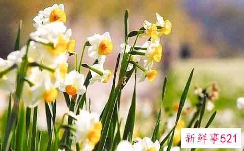 梦见水仙花的心理学解析