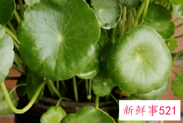 寓意招财的植物