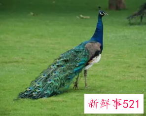 女人梦见孔雀预示什么