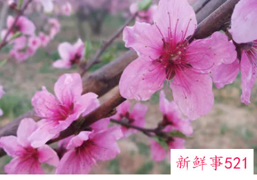 这些风水布局易招桃花