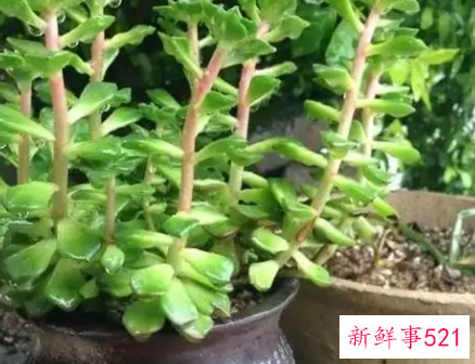 多肉根部杆子发黑