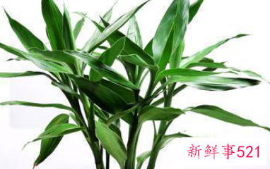 过年买的桃花会结果吗