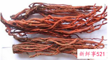 丹参的采收方法