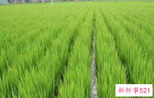 雪对人们有什么好处